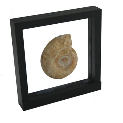 Black square frame/shadowbox with transparent window made of film that is molded to a fossilized ammonite on a white background