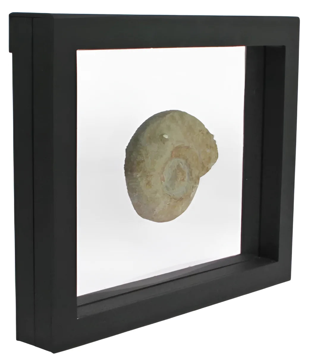 Black square frame/shadowbox with transparent window made of film that is molded to a fossilized ammonite on a white background
