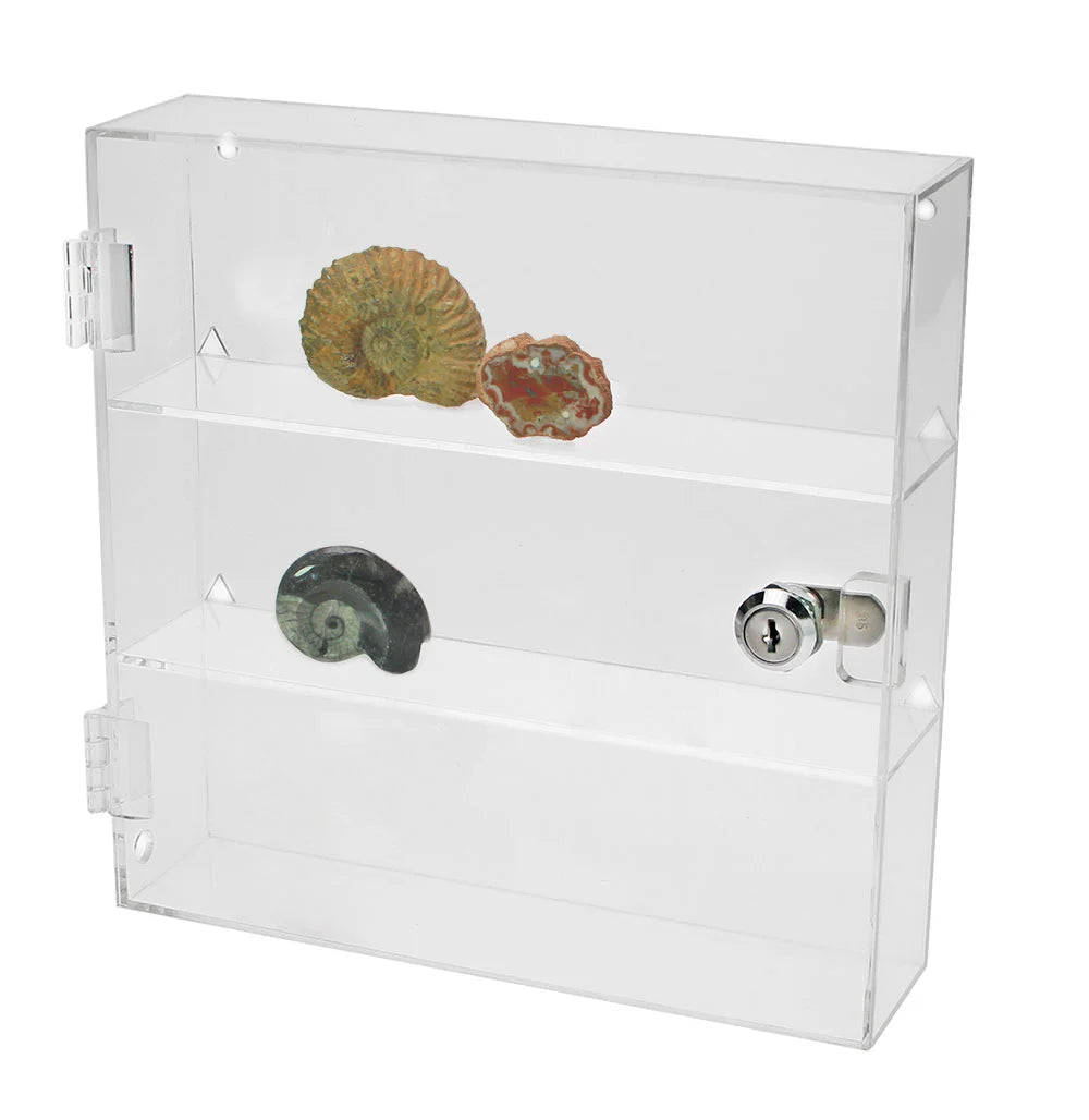 Clear acrylic display curio with multiple shelves holding a collection of seashells and fossils on a white background