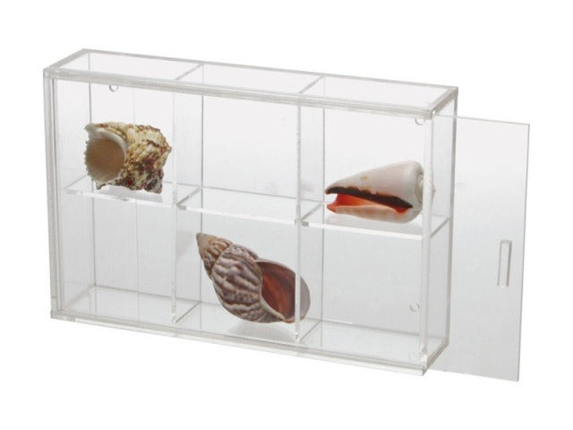 Clear acrylic display case with 6 compartments filled with various collectible seashells on a white background