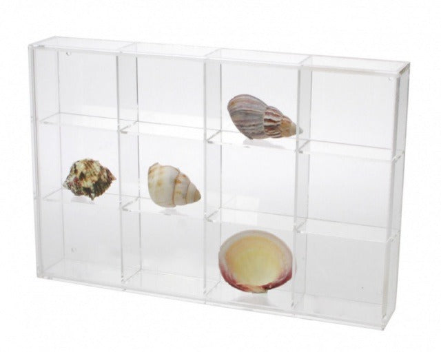 Clear acrylic display case with 12 compartments filled with various collectible seashells on a white background