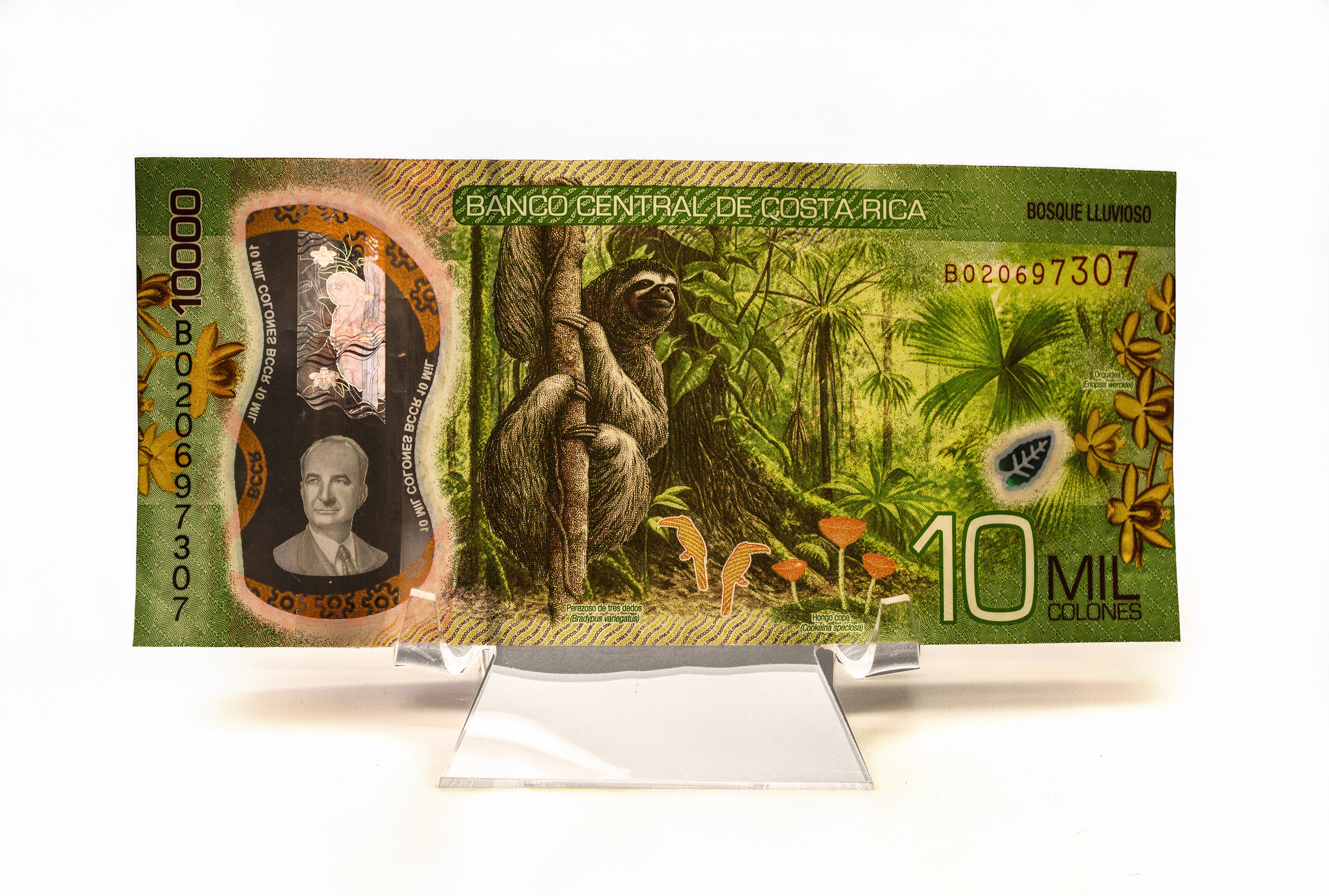 Costa Rican currency note with a sloth illustration on a acrylic stand on a white background