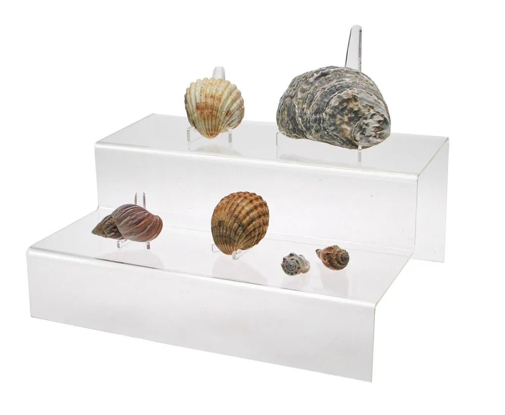 How to Display Seashells?