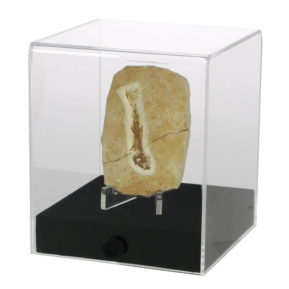 Fossilized bone in an acrylic display case with a black base on a white background