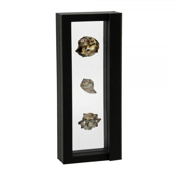Black rectangular frame/shadowbox with transparent window made of film that is molded to a collection of seashells on a white background