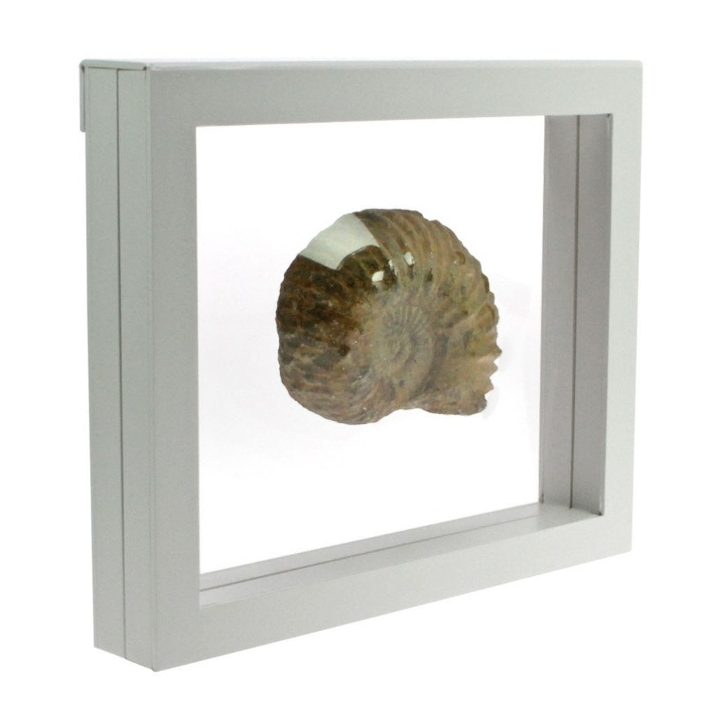 White square frame/shadowbox with transparent window made of film that is molded to a fossilized ammonite on a white background