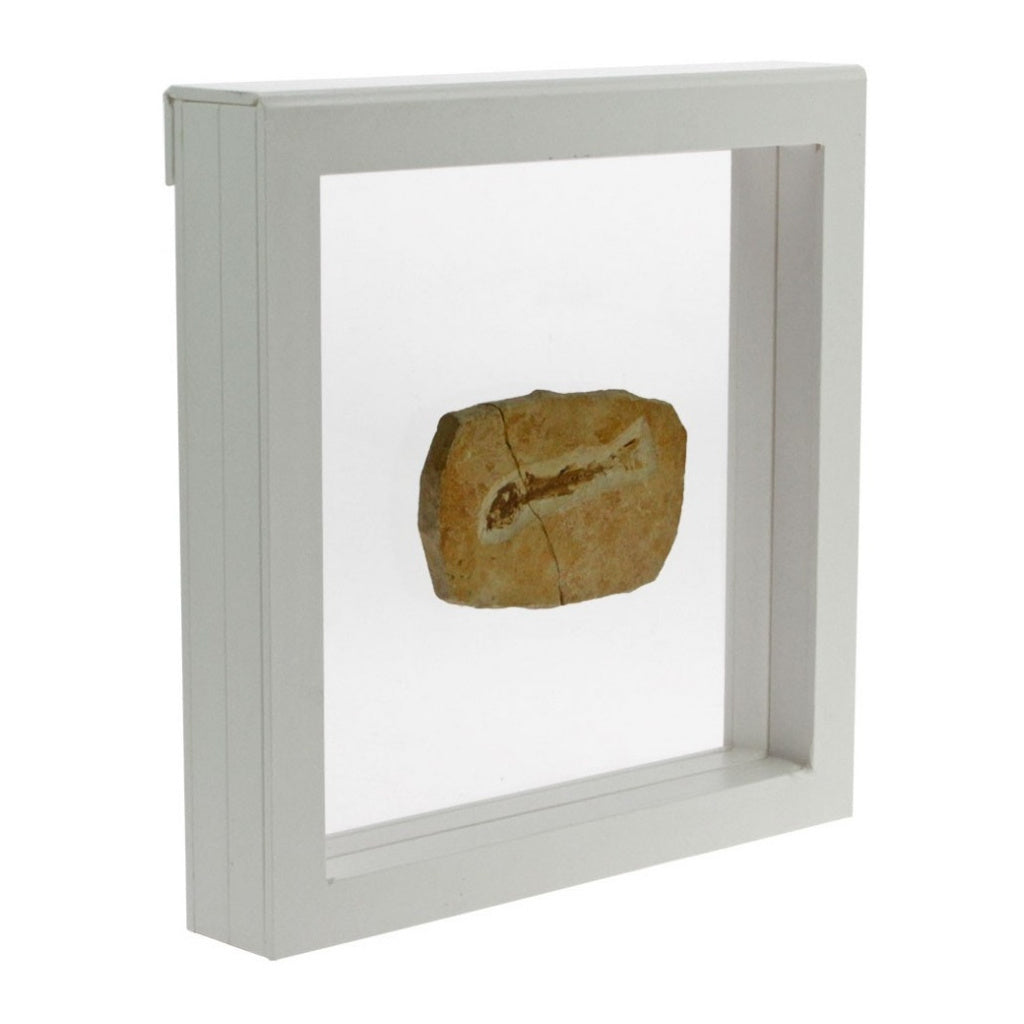 White square frame/shadowbox with transparent window made of film that is molded to a fossil on a white background