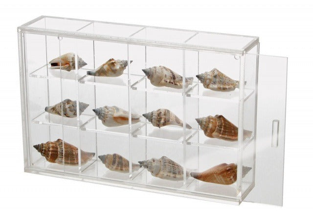 Clear acrylic display case with 12 compartments filled with various collectible seashells on a white background
