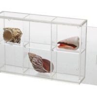 Seashell Display Case - Small 6 Compartments