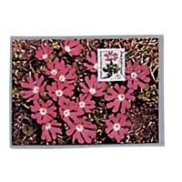 Postcard Sleeves Continental Size Mediumweight-Side Open-Pack of 50