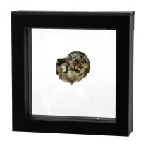 Floating Frame for Single Seashell 4" x 4" Floating Frame for Single Seashell 4" x 4"
