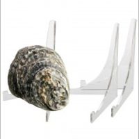 How to Display Seashells